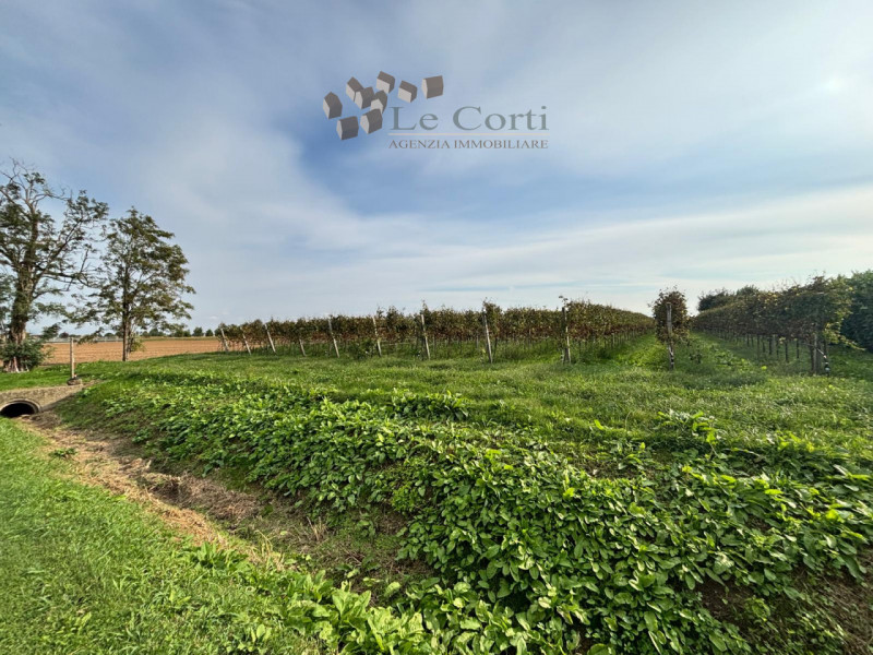 Proponiamo in vendita a San Sebastiano di Cologna Veneta un affascinante rustico del XIX secolo, ...