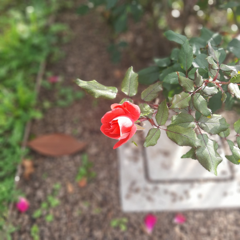 Nella rinomata cittadina di Montegrotto Terme, proponiamo un'ampia, splendida, porzione di villa ...