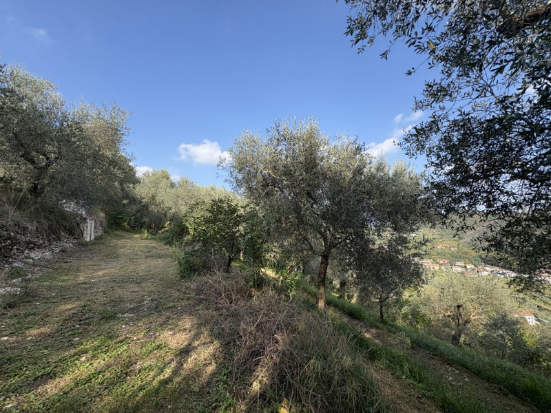 Nel cuore verde dei Colli Euganei, in una delle zone più suggestive di Galzignano Terme, proponia...