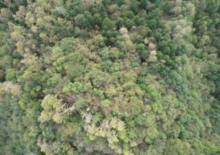 Rif. A.A.57-241

Vendita all'asta - terreno boschivo misto in data 16 dicembre 2025

Descrizione:...