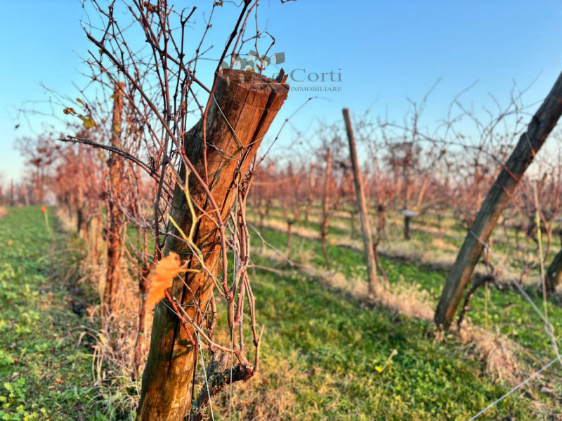 Proponiamo in vendita un ampio appezzamento di terreno agricolo, situato nel suggestivo comune di...