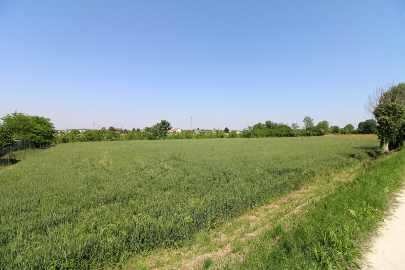 PERNUMIA: in zona di campagna, lontana da strade trafficate, si propone in vendita lotto di terre...