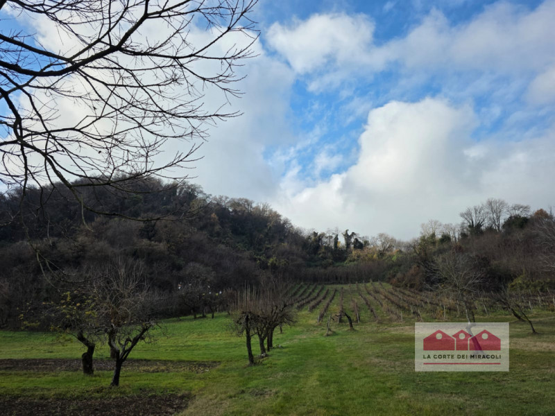 ZONA VALLETTA DEL SILENZIO/ROTONDA: 10.000 MQ DI BOSCO E 15.500 CIRCA DI PRATO E SEMINATIVO, ORA ...