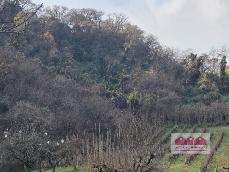 ZONA VALLETTA DEL SILENZIO/ROTONDA: 10.000 MQ DI BOSCO E 15.500 CIRCA DI PRATO E SEMINATIVO, ORA ...