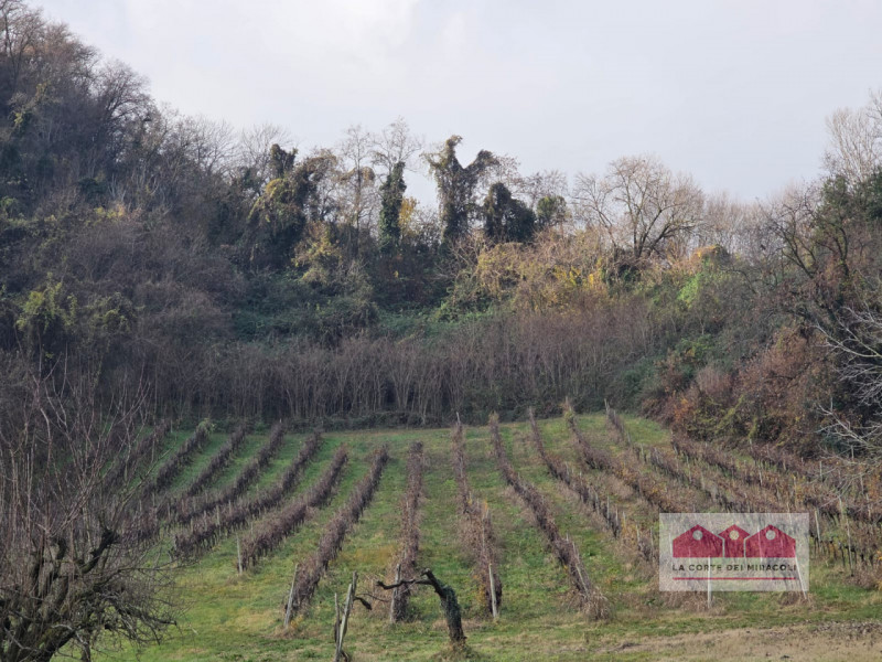 ZONA VALLETTA DEL SILENZIO/ROTONDA: 10.000 MQ DI BOSCO E 15.500 CIRCA DI PRATO E SEMINATIVO, ORA ...