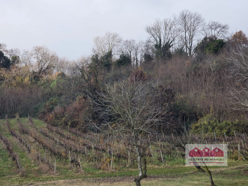 ZONA VALLETTA DEL SILENZIO/ROTONDA: 10.000 MQ DI BOSCO E 15.500 CIRCA DI PRATO E SEMINATIVO, ORA ...