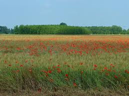 Situato nella splendida provincia di Padova, questo terreno agricolo di 30 ettari (300.000 mq) ra...
