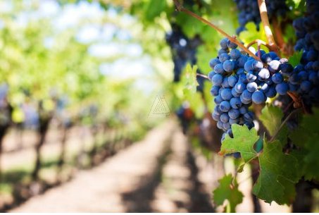 Proposto in vendita vigneto di 25 Ettari (17 + 8), situato a Nord di Castelfranco Veneto.

Il vig...