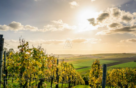 Proposto in vendita vigneto di 25 Ettari (17 + 8), situato a Nord di Castelfranco Veneto.

Il vig...