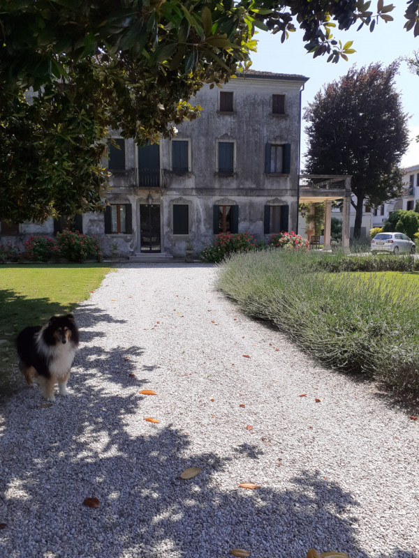 Mira centro, prospicente il Naviglio Brenta, villa storica in parte ristrutturata di complessivi ...
