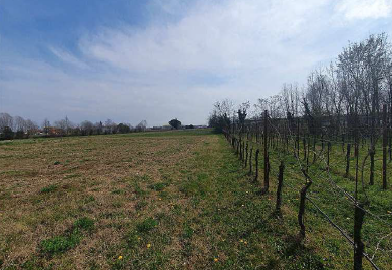 Rif. A.A.2504-24

Vendita all'asta - terreni agricoli in data 4 febbraio 2026

Descrizione: tratt...