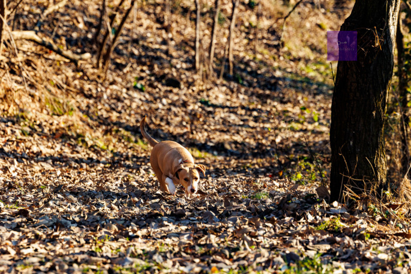 A Montegrotto Terme, sui Colli, c’è un tipo di casa che non si sceglie solo per i metri: si scegl...