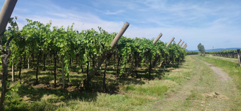 Scopri un'opportunità unica nel cuore della Valpolicella! Proponiamo in vendita, nella tranquilla...