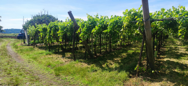 Scopri un'opportunità unica nel cuore della Valpolicella! Proponiamo in vendita, nella tranquilla...