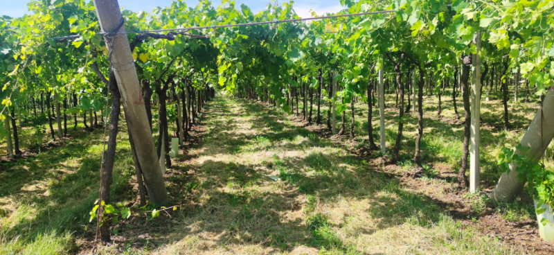 Scopri un'opportunità unica nel cuore della Valpolicella! Proponiamo in vendita, nella tranquilla...