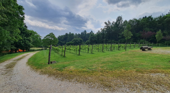 Rif. A.A.88-241

Vendita all'asta - terreno boschivo con annesso rustico in data 10 marzo 2026

D...