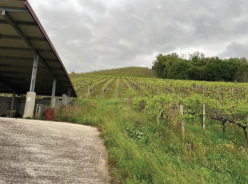 Rif. A.A.511-231

Vendita all'asta - terreni a vigneto con ricovero attrezzi in data 17 marzo 202...