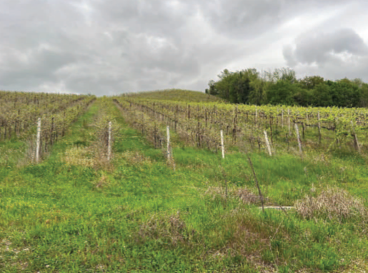 Rif. A.A.511-231

Vendita all'asta - terreni a vigneto con ricovero attrezzi in data 17 marzo 202...