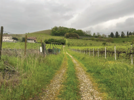 Rif. A.A.511-232

Vendita all'asta - terreni a vigneto in data 17 marzo 2026

Descrizione: tratta...