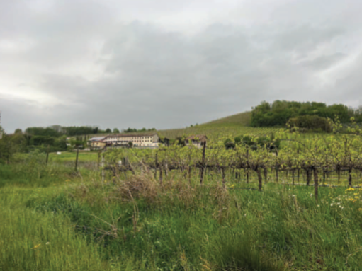 Rif. A.A.511-232

Vendita all'asta - terreni a vigneto in data 17 marzo 2026

Descrizione: tratta...