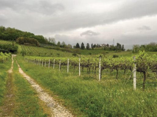 Rif. A.A.511-232

Vendita all'asta - terreni a vigneto in data 17 marzo 2026

Descrizione: tratta...