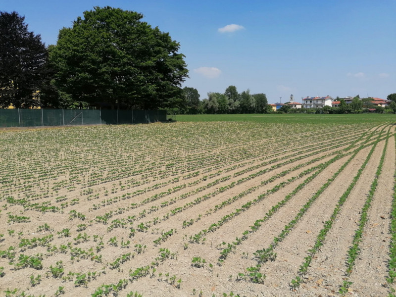 Chiesanuova - Terreno edificabile 

Terreno di 800 mq con 600 mc edificabili, ideale per la reali...