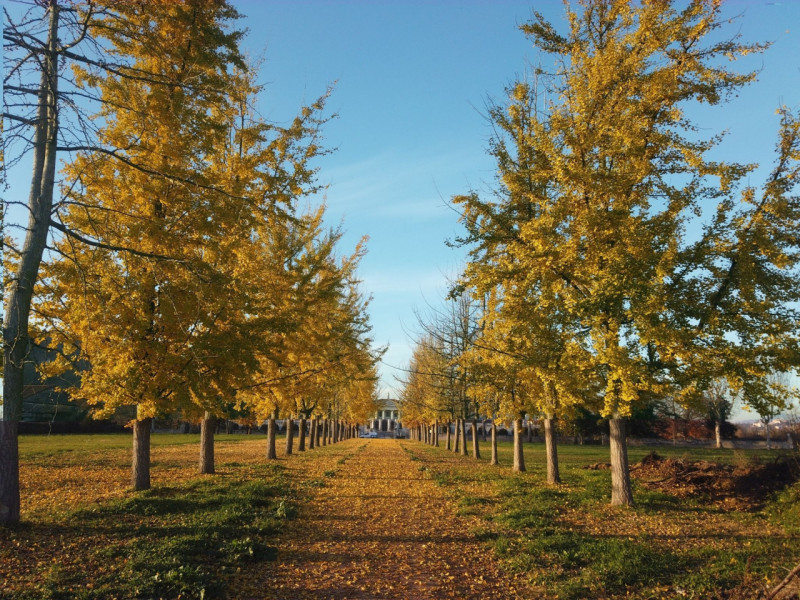 Nella ricercata zona di Vicenza detta "Oasi di Casale " 
Villa Giardino 3 Camere Box Terrazzo 

L...