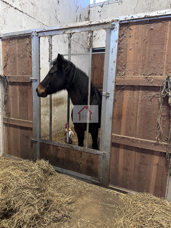 Sei alla ricerca di un'opportunità unica per gestire il tuo amore per i cavalli? Ti presentiamo q...