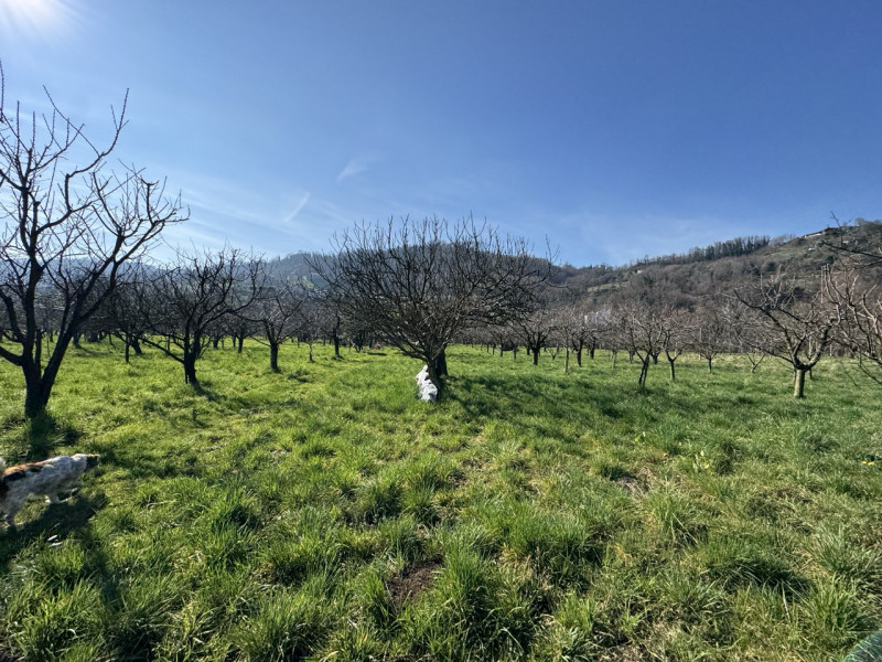 TERRENO AGRICOLO PIANEGGIANTE 

Immobiliare Unica Colceresa via Marconi 2 Per info e appuntamenti...