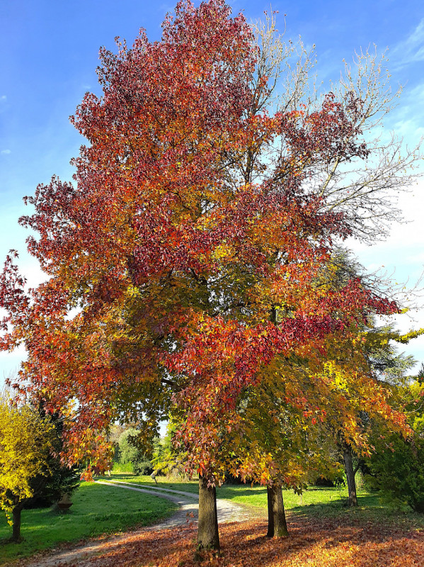 We offer for sale a splendid detached villa located in the greenest and most peaceful area of Fer...