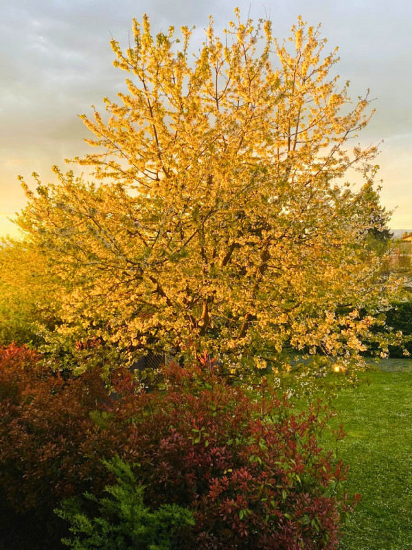 STUPENDA VILLA DI TESTA CON AMPIO GIARDINO ESCLUSIVO – Rif. 8357
Nel cuore della città, in una de...