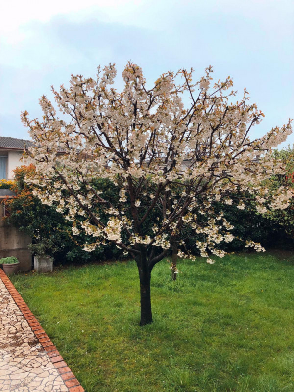 PIOVENE ROCCHETTE - Grumello: in splendida zona residenziale, BIFAMILIARE con ampio giardino di p...