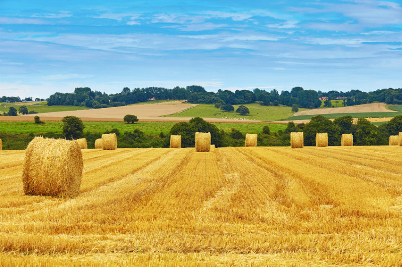Ariano Nel Polesine- Terreno agricolo a Seminativo, superficie di  31 ettari, con Ricovero Attrez...
