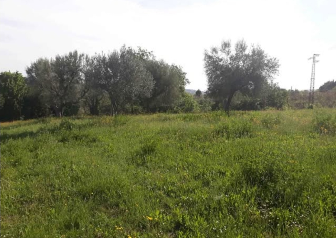 immagine annuncio 3 di 8