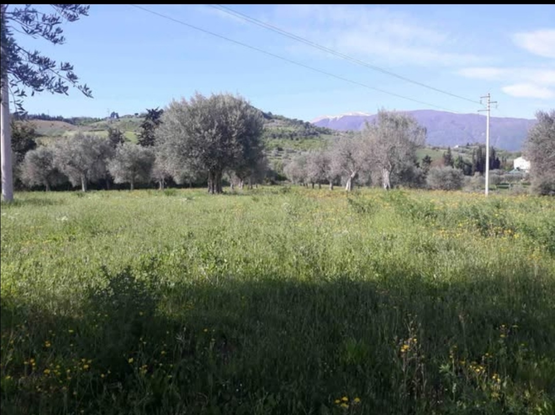 immagine annuncio 5 di 8