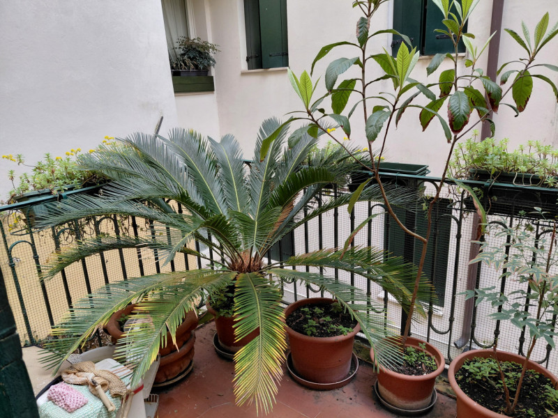 In posizione centralissima, Stefania Pilotto Immobiliare propone in vendita NUDA PROPRIETA' di ap...