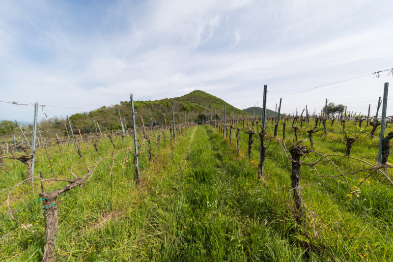 Proponiamo in vendita un meraviglioso rustico, situato nella suggestiva zona di Valnogaredo (Cint...