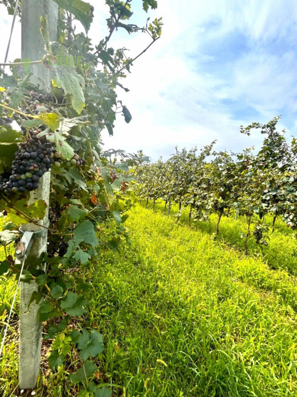 BREGANZE: SPLENDIDO CASALE di campagna circondato da vigneti da ristrutturare di c.a. 300 mq. Ott...