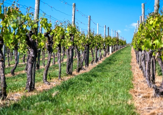 BREGANZE: SPLENDIDO CASALE di campagna circondato da vigneti da ristrutturare di c.a. 300 mq. Ott...