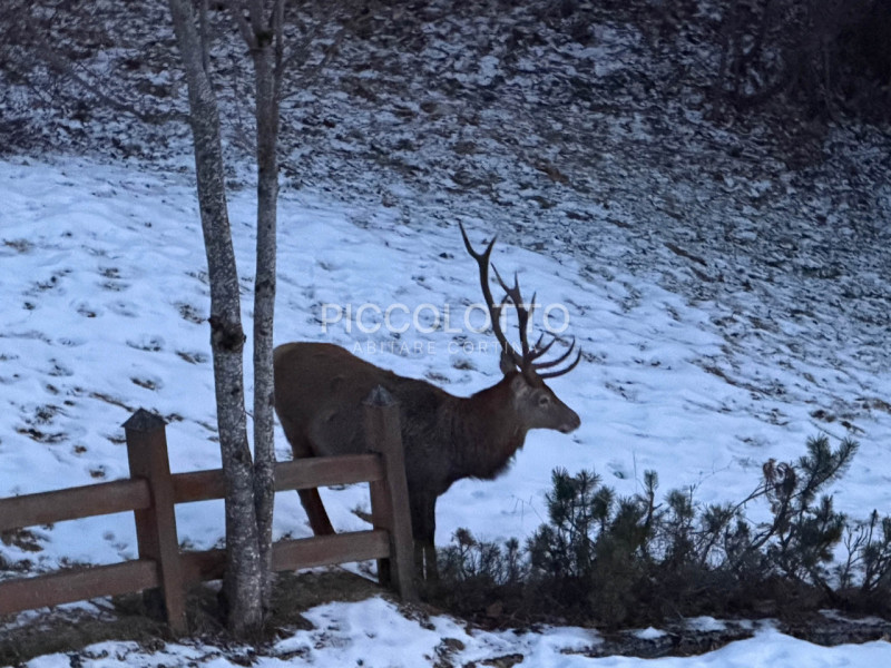 Rif. A5474 - APPARTAMENTO IN AFFITTO LUGLIO AGOSTO 2026 - 3 camere - 3 bagni - giardino

Cortina ...