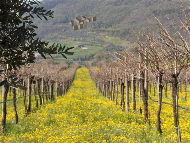 SAREGO - rustico con circa 12 ettari di terreno agricolo annesso, coltivati a vigneto, in parte a...