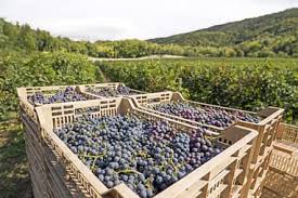 CANTINA VINICOLA 8ha Attrezzature Magazzino Amarone

Nel cuore della storica Valpolicella, in pro...