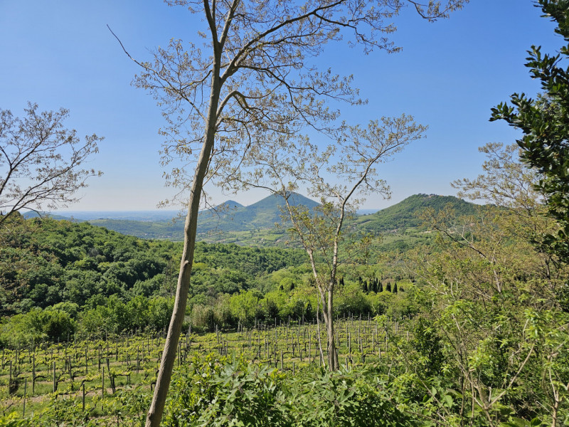 Proponiamo in vendita un'imperdibile rustico semindipendente situato a Cinto Euganeo, in una spet...