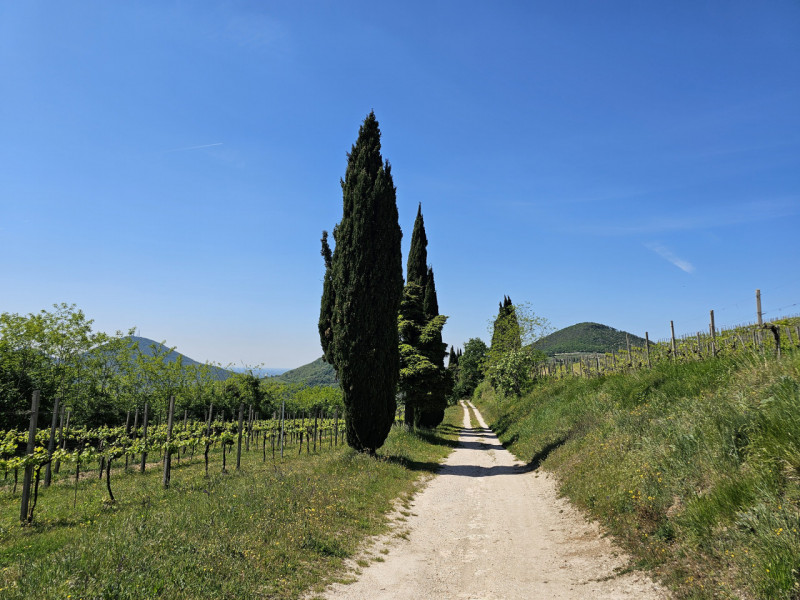 Proponiamo in vendita un'imperdibile rustico semindipendente situato a Cinto Euganeo, in una spet...