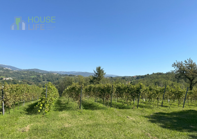 FARA VICENTINO: SPLENDIDA PROPRIETA' AGRICOLA IN COLLINA con vigneto, abitazione, annessi rustici...