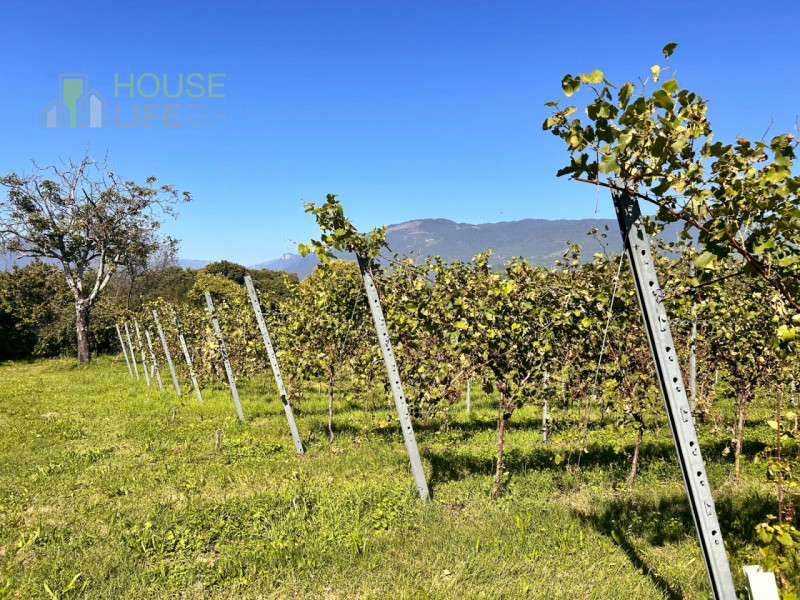 FARA VICENTINO: SPLENDIDA PROPRIETA' AGRICOLA IN COLLINA con vigneto, abitazione, annessi rustici...