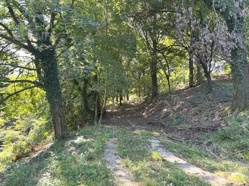 FARA VICENTINO: SPLENDIDA PROPRIETA' AGRICOLA IN COLLINA con vigneto, abitazione, annessi rustici...