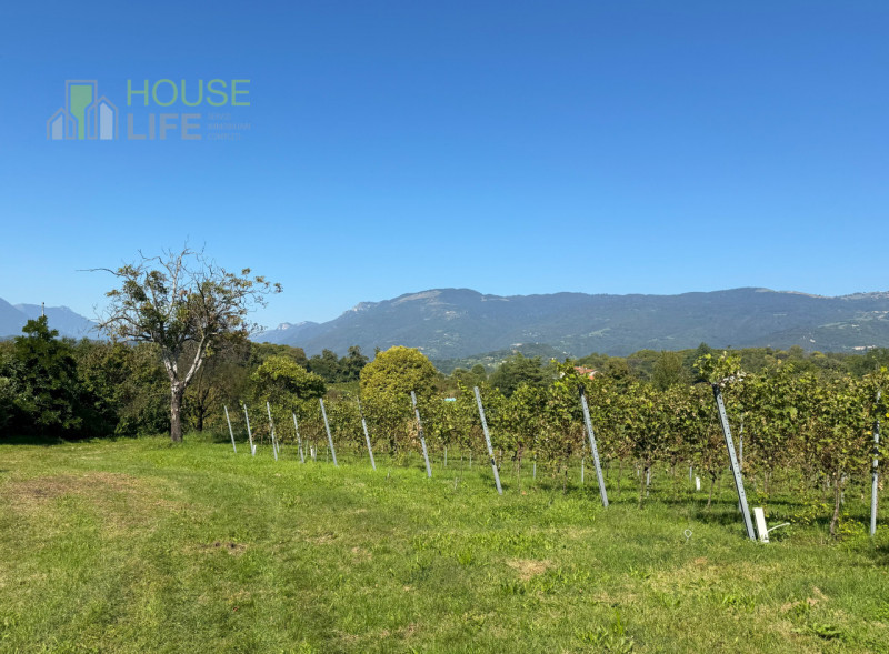 FARA VICENTINO: SPLENDIDA PROPRIETA' AGRICOLA IN COLLINA con vigneto, abitazione, annessi rustici...