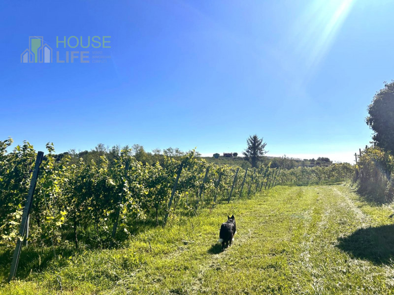 FARA VICENTINO: SPLENDIDA PROPRIETA' AGRICOLA IN COLLINA con vigneto, abitazione, annessi rustici...