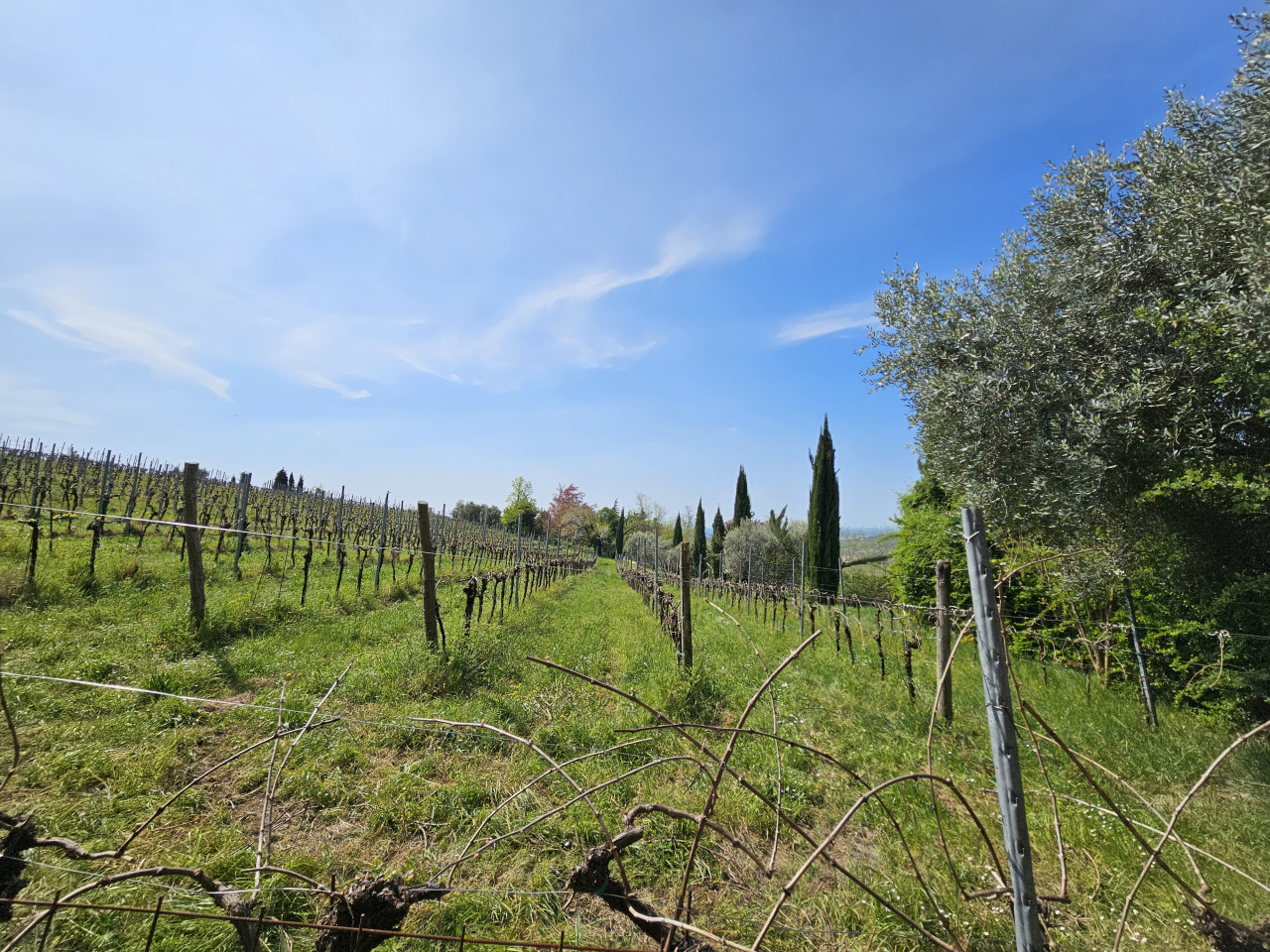 immagine annuncio 4 di 9